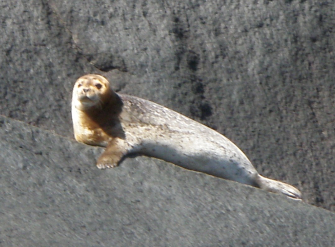Common seal on Fjord-of-Saguenay