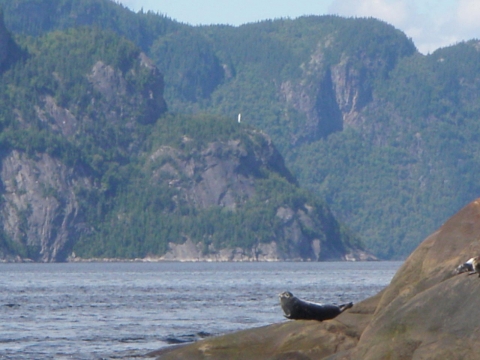 Phoque commun sur le Fjord Saguenay. La vierge Notre-dame-du-Saguenay (arrière) 